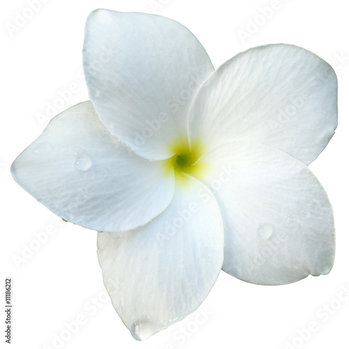 fleur blanche de frangipinier détourée