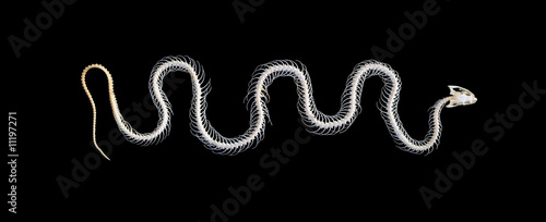 Isolated grass snake (Natrix) skeleton on a black background