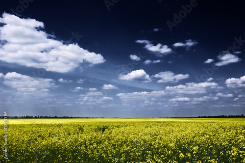 blooming canola fields with dramatic blue sky