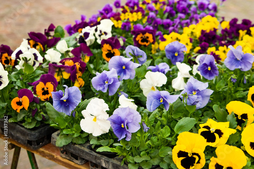 Stiefmütterchen, pansies