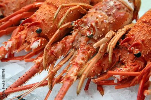 Langoustes sur l'étal d'un poissonnier