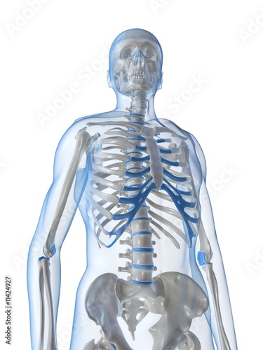 menschliches skelett vorderansicht