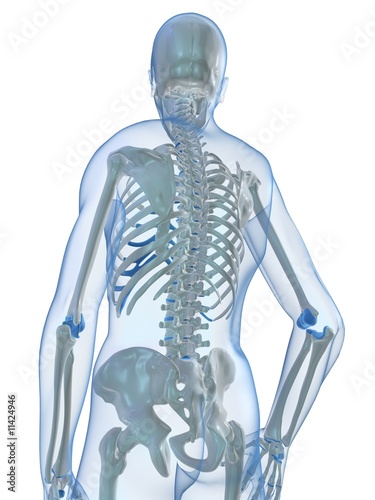 menschliches skelett - rückseite