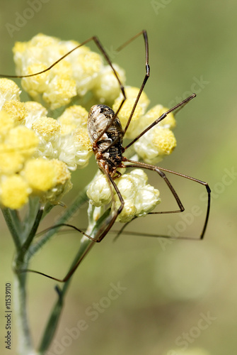 Araignée Opilion sur une fleur