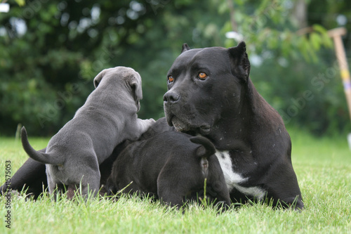 Comment escalader un cane corso par la face ouest