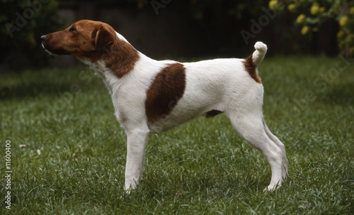 Fox terrier à poil lisse marron et blanc de profil