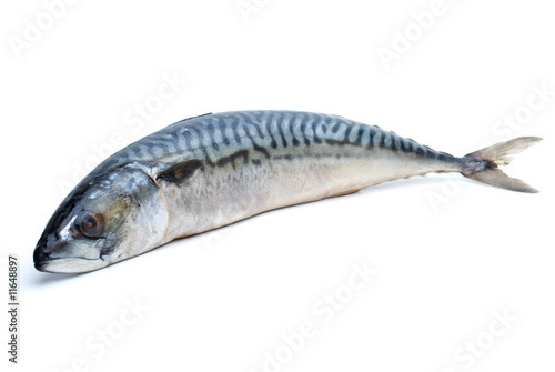 Single fresh mackerel fish