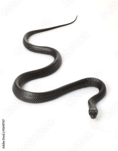 Eastern Indigo Snake