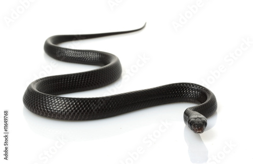 Eastern Indigo Snake