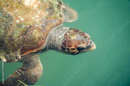 Giant sea turtle
