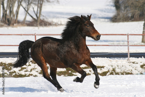 Joyeux galop