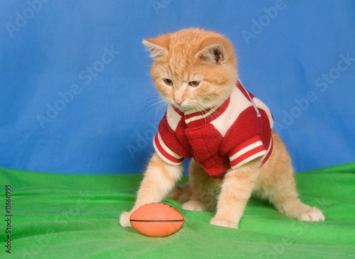 Football kitten