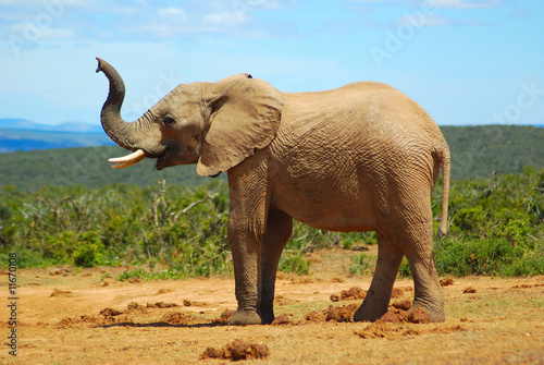 Afrikanischer Elefant