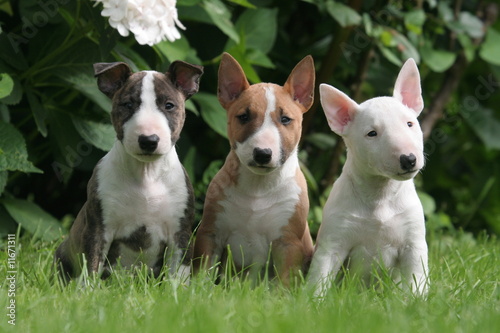 Trio de petits copains chiens miniatures
