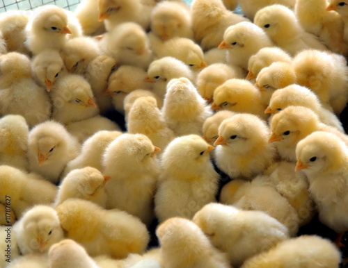 a group of chick