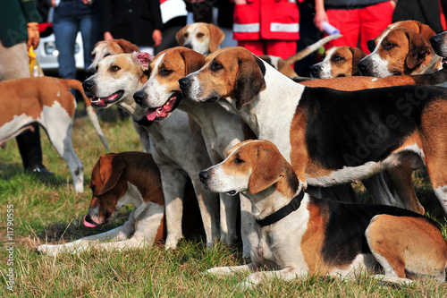 Hunde, Harrier, Schleppjagd