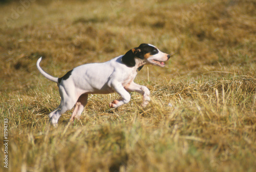 belle action de chasse d'un chien ariégeois