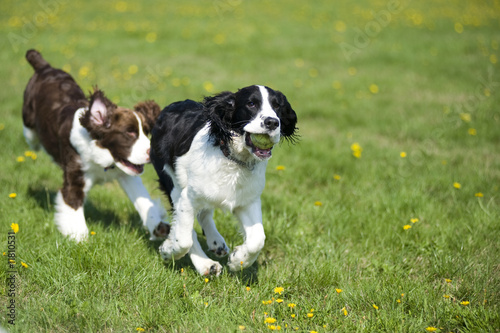 Two dogs playing chase