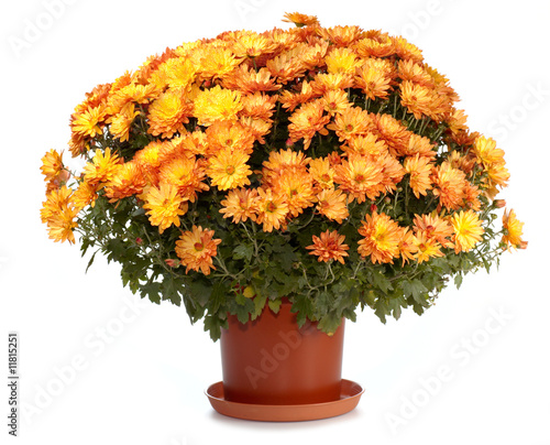 Chrysanthemums in flowerpot