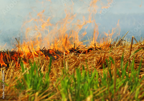 Wheat crop burning