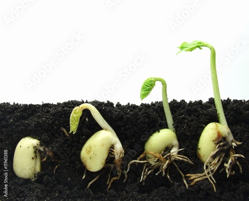 Germinating beans