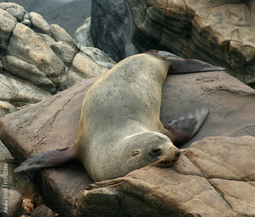 Australian sea lion (Neophoca cinerea) rests on the rocks