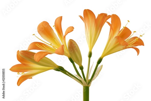 clivia orange flowers