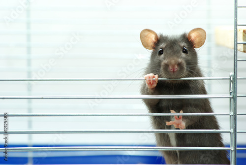 rat sits in cage
