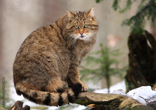 Europäische Wildkatze