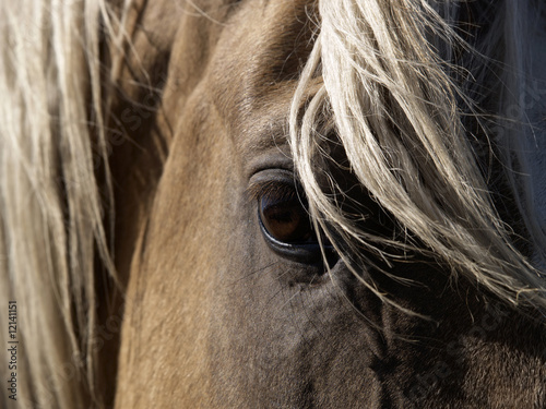 A close-up of a palomino horse's eye.