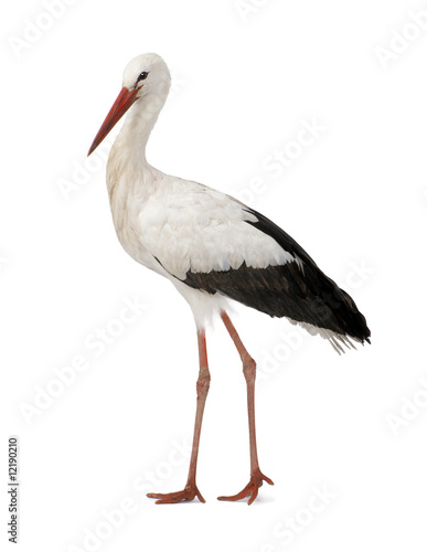 White Stork - Ciconia ciconia (18 months)