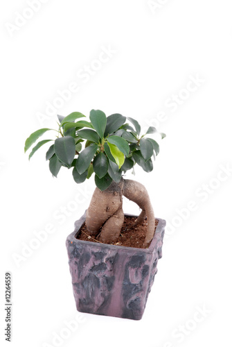 roślina w doniczce, plant in the pot