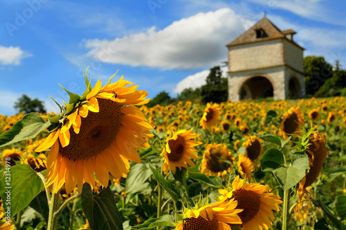 fields sunflowers