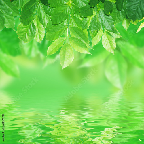 green leaves