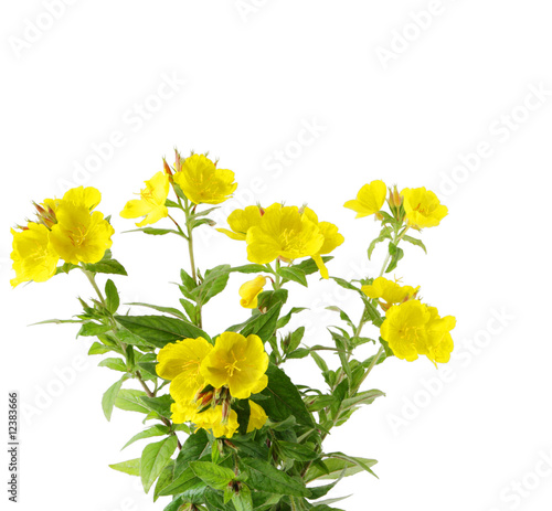 Sundrop Flowers