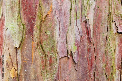 Natural yew tree bark abstract background