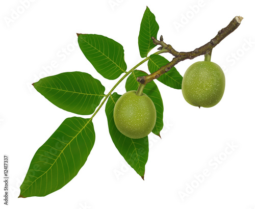 Green walnut and leaves on a branch. isolated on white background