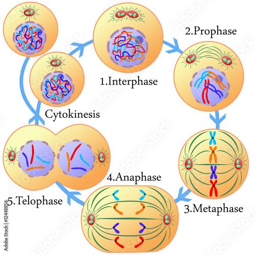 Mitosis and cell cycle