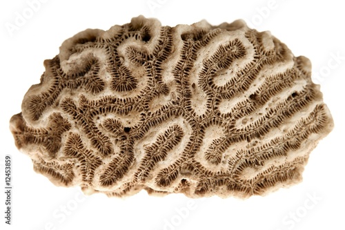 brain caribbean coral