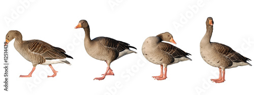 Four greylag geese isolated on white