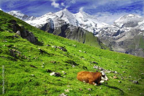 Alps and cows