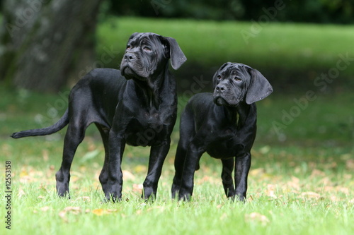 deux cane corso dans le jardin qui regardent sur le coté