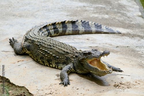 a cayman with opening big mouth