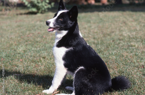 chien d'ours de carélie de profil