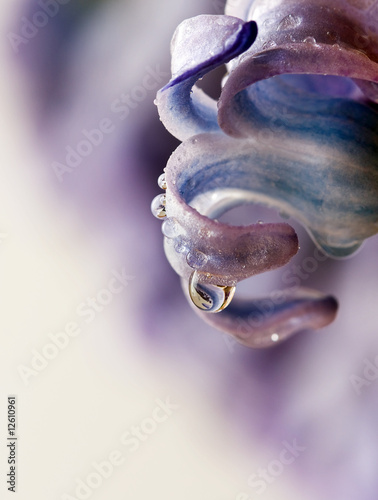 Closeup of violet flower with water drops