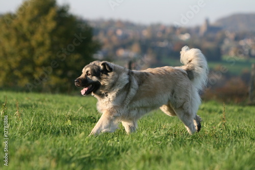 berger yougoslave en train de courrir en campagne