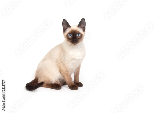 A siamese cat with bright blue eyes on a white background