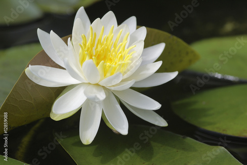 Nymphaea alba, Seerose, Nymphaceae