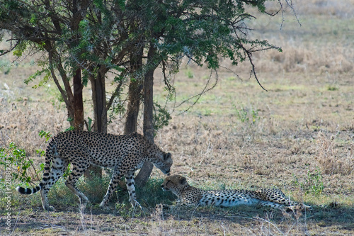 A pair of cheetahs