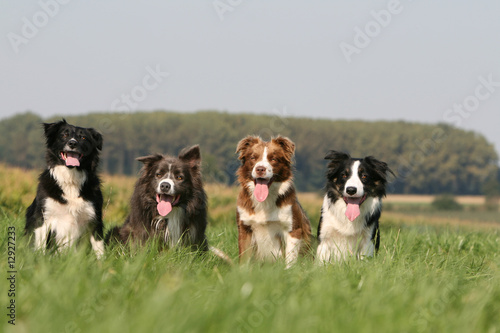 quatre chiens border collie assis de face dans champ vert